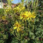 Silphium perfoliatum 'Ja Wadde' - Zonnekroon