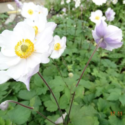 Anemoon - Anemone 'Elfin Swan'