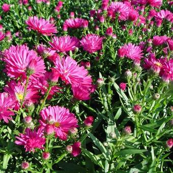 Aster novi-belgii 'Neron'