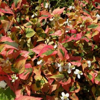 Houttuynia cordata 'Joker's Gold'