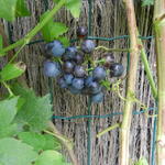 Muskaatdruif, blauwe druif - Vitis vinifera 'Muscat Blue'  