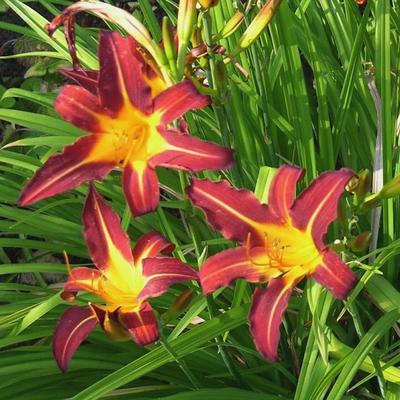 Daglelie - Hemerocallis 'Autumn Red'