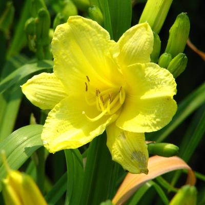 Daglelie, Eéndagsbloem - Hemerocallis 'Happy Returns'