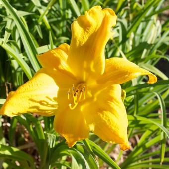 Hemerocallis middendorffii