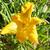 Hemerocallis middendorffii