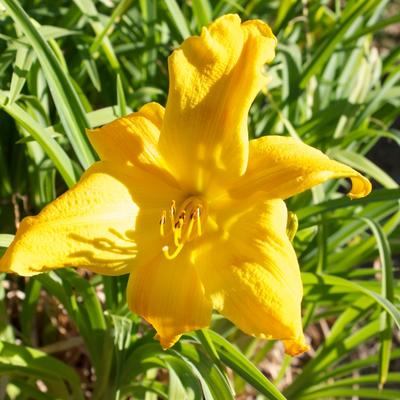 Daglelie - Hemerocallis middendorffii