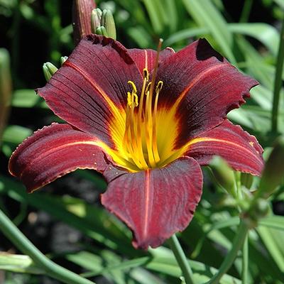 Daglelie - Hemerocallis 'Black Prince'