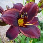 Hemerocallis 'Sweet Hot Chocolate'  - Daglelie, Eéndagsbloem