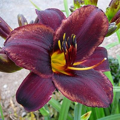 Daglelie, Eéndagsbloem - Hemerocallis 'Sweet Hot Chocolate' 