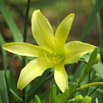 Hemerocallis altissima