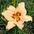 Hemerocallis 'Lynn Hall'