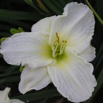 Daglelie - Hemerocallis 'White Temptation'