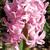 Hyacinthus