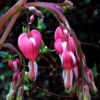 Lamprocapnos spectabilis