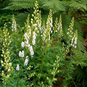 Aconitum napellus 'Album'