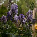 Aconitum carmichaelii 'Cloudy' - Monnikskap