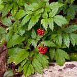 Actaea rubra - Christoffelkruid