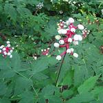 Actaea pachypoda - Christoffelkruid