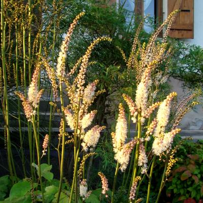 Christoffelkruid, Zilverkaars - Actaea japonica 'Silver Dance'