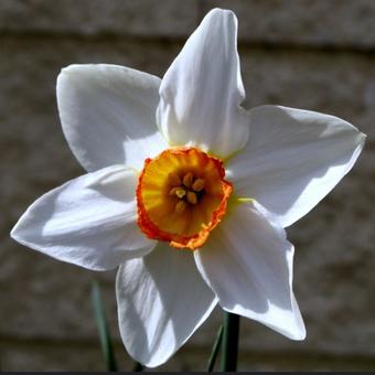 Narcissus 'Actaea'