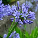 Agapanthus 'Blue Umbrella' - Afrikaanse lelie