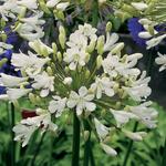 Agapanthus 'White Umbrella' - Afrikaanse lelie