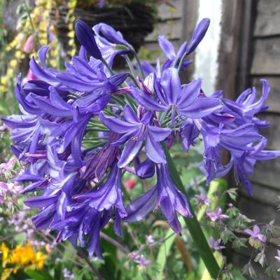 Afrikaanse lelie - Agapanthus 'Northern Star'