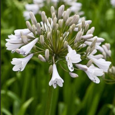 Afrikaanse lelie - Agapanthus 'Windsor Grey'