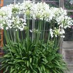 Agapanthus praecox 'Getty White' - Afrikaanse lelie