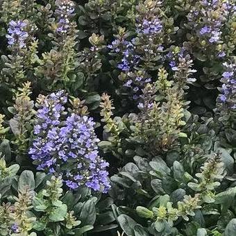 Ajuga reptans 'Blueberry Muffin'