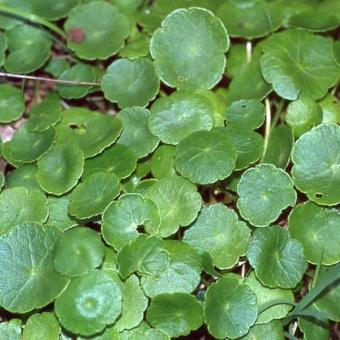 Hydrocotyle vulgaris