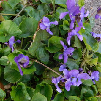 Viola odorata