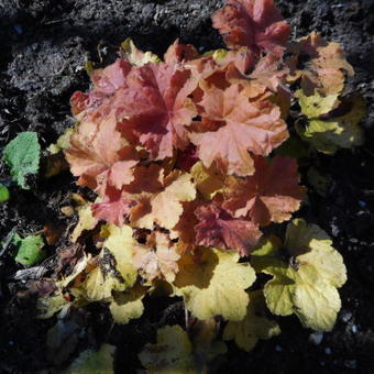 Heuchera 'Caramel'