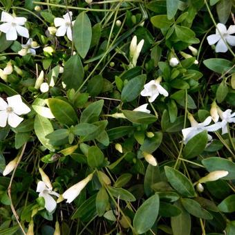 Vinca minor 'Gertrude Jekyll'