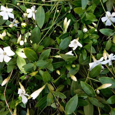 Kleine maagdenpalm - Vinca minor 'Gertrude Jekyll'