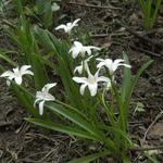 Chionodoxa luciliae 'Alba' - Sneeuwroem