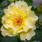 Rosa 'Golden Showers' - Roos, Klimroos