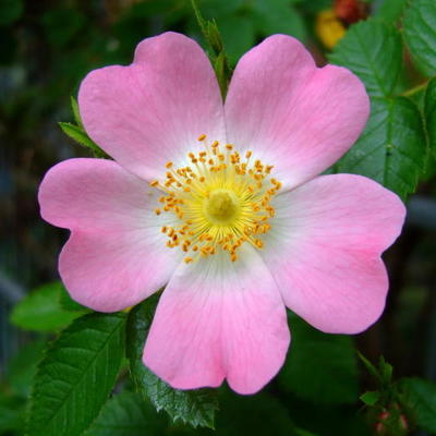 Hondsroos - Rosa canina