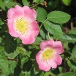 Rosa rubiginosa - Egelantierroos - Rosa rubiginosa