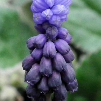 Muscari latifolium