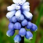 Muscari armeniacum 'Peppermint' - Blauw druifje