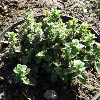 Wilde marjolein, Oregano - Origanum vulgare 'Hot and Spicy'