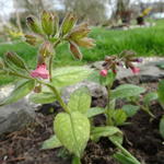 Pulmonaria saccharata 'Dora Bielefeld' - Longkruid