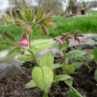 Pulmonaria saccharata 'Dora Bielefeld'