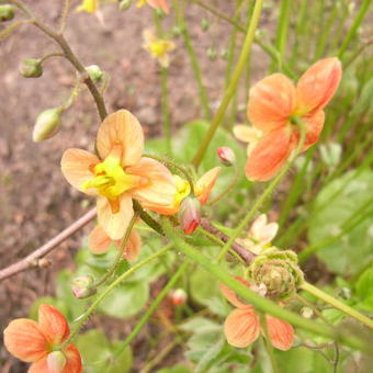 Epimedium x warleyense 'Orangekonigin'