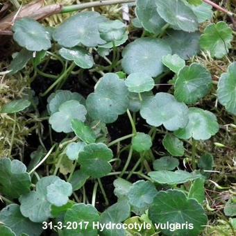 Hydrocotyle vulgaris