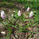 Muscari 'Pink Sunrise' - Blauwe druifjes