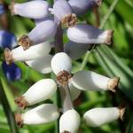 Muscari muscarimi - Blauwe druifjes