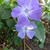 Vinca major