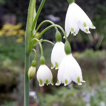 Leucojum aestivum 'Gravetye Giant'